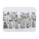 Search for emperor magnets Outdoors