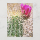 Search for robbing postcards Garden