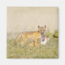 Search for vulpes Playing