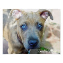 Search for american bully posters Puppy
