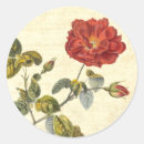 Search for beautiful red rose stickers Botanical