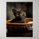 Search for kittens in basket posters Feline