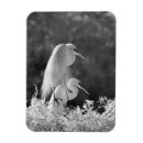Search for alba magnets Bird