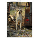 Search for anatolian shepherd Puppy