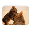Search for affectionate magnets Kissing