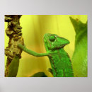 Search for chameleon posters Change