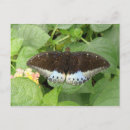 Search for pretty blue butterflies postcards Animals