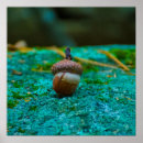 Search for acorns posters Nature
