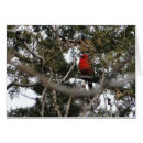 Search for cedars Cedar tree