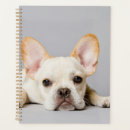 Search for down office supplies Animals