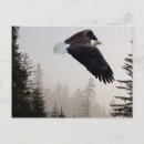 Search for soaring postcards Bald eagle
