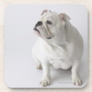 Search for bulldog coasters Photography