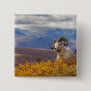 Search for rams badges Sheep