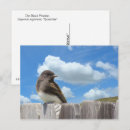 Search for phoebe postcards Bird