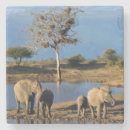 Search for african coasters Animal