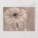 Search for gerber postcards Botanical