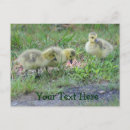 Search for gosling postcards Photography