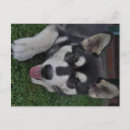 Search for alaskan postcards Malamute