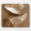 Search for sea shell electronics Photography