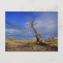 Search for acacia postcards Africa