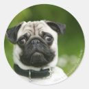 Search for headshot stickers Canine photographer
