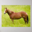 Search for palouse posters Horse