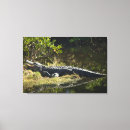 Search for wildlife canvas prints Alligator