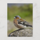 Search for coelebs Bird