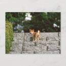 Search for structures built by animals Full length