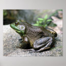 Search for bullfrog posters Green