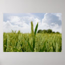 Search for crops posters Field