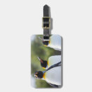 Search for penguin luggage tags Nature