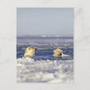 Search for ice pack postcards White bear