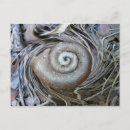 Search for snail shell Spiral