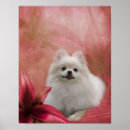 Search for poms posters Pets