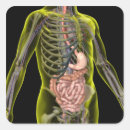 Search for doctors office stickers Human body part