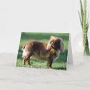 Search for spaniel dog cards English