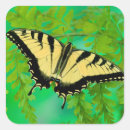 Search for tiger swallowtail butterfly stickers Papilio glaucus