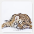 Search for captivity stickers Animal