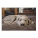 Search for animals canvas prints puppy