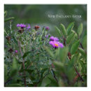 Search for asters art Nature