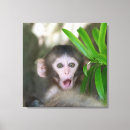 Search for monkey canvas prints Japanese macaque