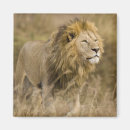 Search for lion predator magnets Africa