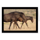 Search for blank horse cards Desert
