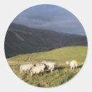 Search for mountain sheep stickers Wales