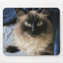 Search for ragdoll cat gifts Blue
