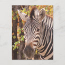 Search for zebra stripes postcards Animals
