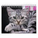 Search for kitten photography Kittens