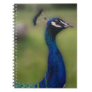 Search for peacocks photography Beautiful