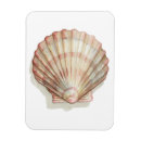 Search for seashell magnets Shells
